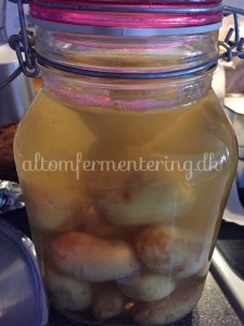fermenterede kartofler