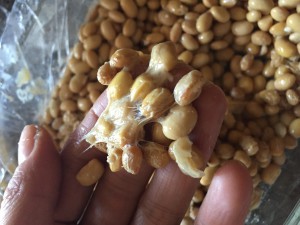 Natto Opskrift fermenterede sojabønner
