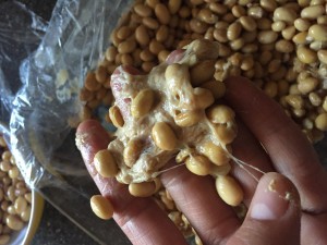 Natto Opskrift fermenterede sojabønner